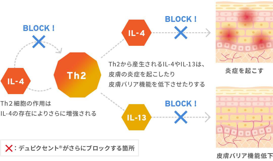 デュピクセントの働き・期待される効果（※イメージ）